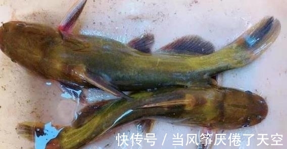 鱼率|黄鸭叫这钓法太火了,上鱼率高,比手竿钓更过瘾