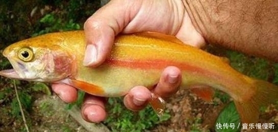 美国威斯康星大学|上钩的鱼儿究竟会不会痛,这个钓鱼人争论的问题,如今有了答案