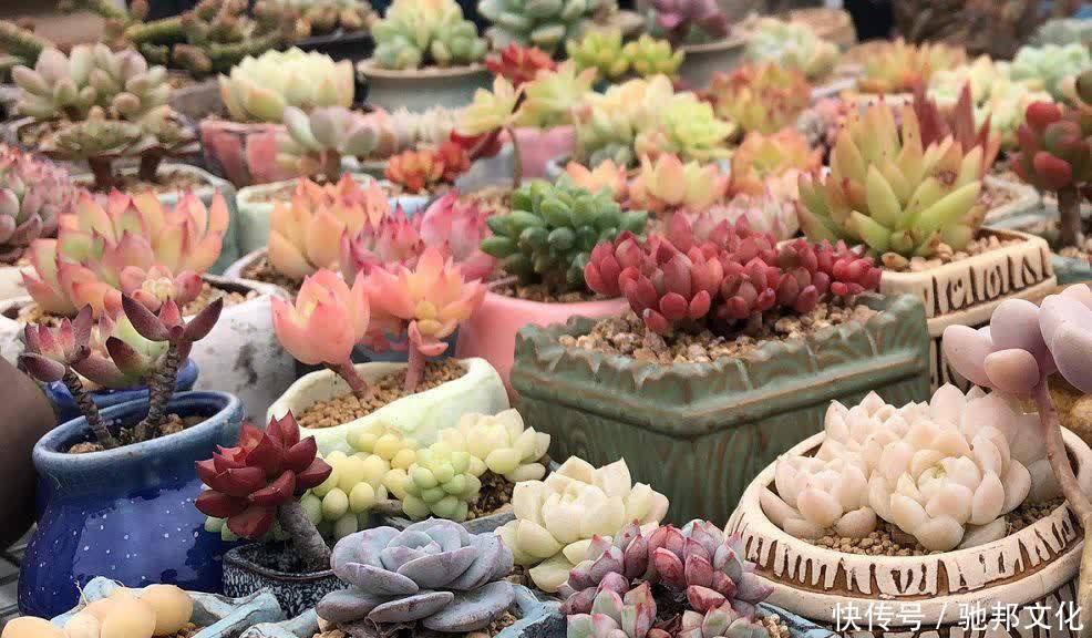 多肉要“安全”度夏,春天下功夫,养到膘肥体满,抗性好,不会挂