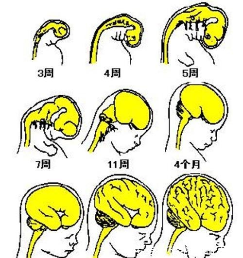 准妈妈|了解胎儿大脑发育的三个关键阶段，可助孕妈生个聪明宝宝！