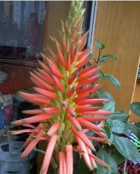 见过“芦荟”开花吗想要开出漂亮的花,掌握3点就够了!