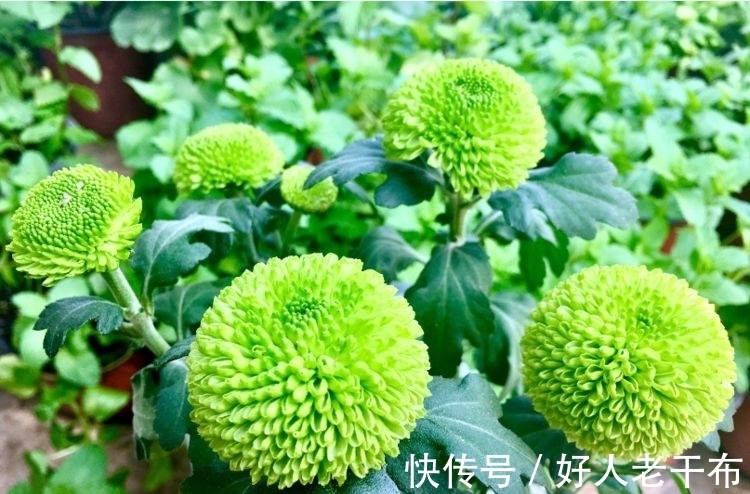 养菊花，首选这款菊花：珊瑚海洋，似紫色海葵，毛绒可爱美