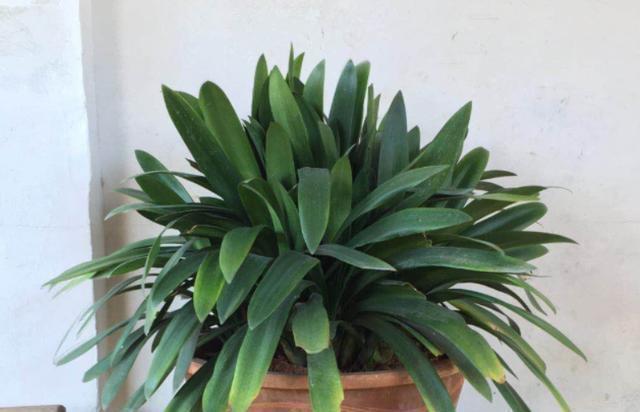 根系|君子兰开花有4把“锁”,明白人逐一打开,想不开花都很难