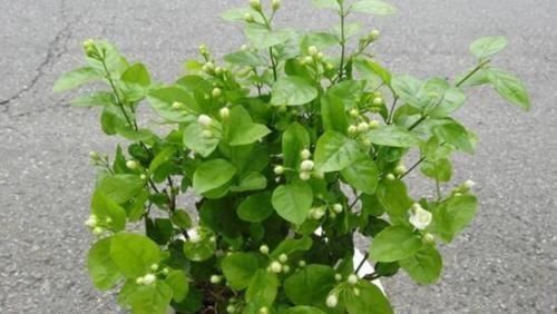 茉莉花|这种酸性水,半月给花喝一勺,之子、茉莉开不停,香味瓢满屋