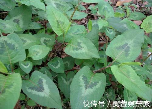 小满|农村常见的火炭母,既是凉茶料,又是治病的中药材,不知道可惜了