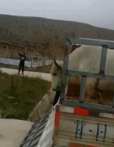 |GIF搞笑趣图:这就是俗话说进去容易出来难!保大还是保小?