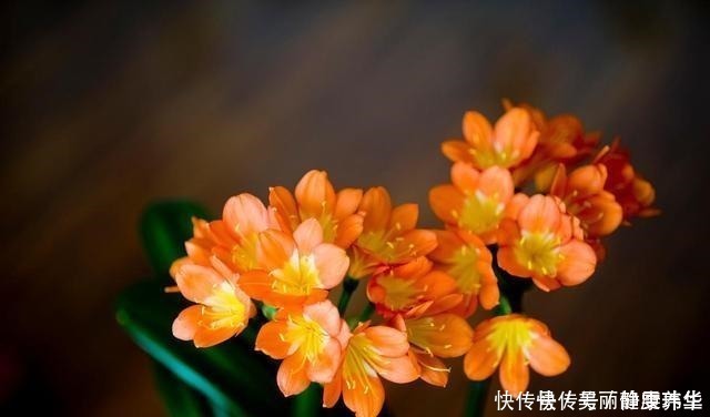 娇艳|4月,给君子兰吃点“补品”,叶片肥绿花娇艳,错过又得等一年!