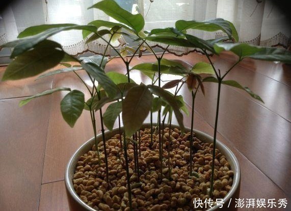 以下8种水果的种子,随便一种就是漂亮的花卉盆景,比买的还漂亮