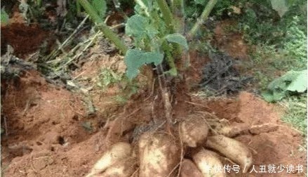 辣条|长在土里的“3种”水果,我赌一大箱辣条,你只吃过其中一种!