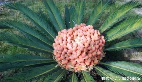 开花|此树二十年一开花,根补肾,花防癌,果降压,全身是宝可做中药材