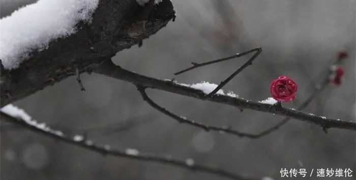 暗香疏影，踏雪寻梅