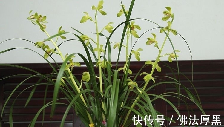 4种花自带财运，好养易活不招虫，开花漂亮花期长，谁养谁喜欢