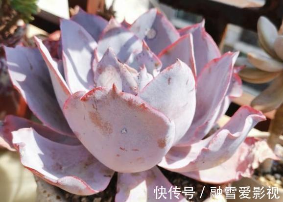 扦插多肉:怎么让枝叶早点生根发芽?这里就有4个方法