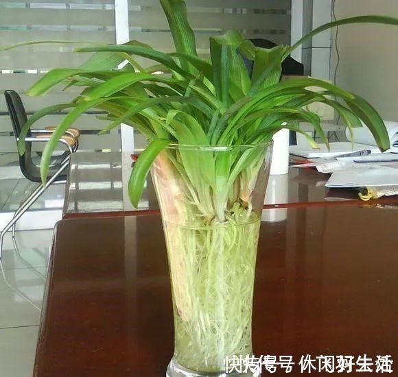 绿萝|这4种花 剪一段枝条丢水里就生根 家中绿意盎然！