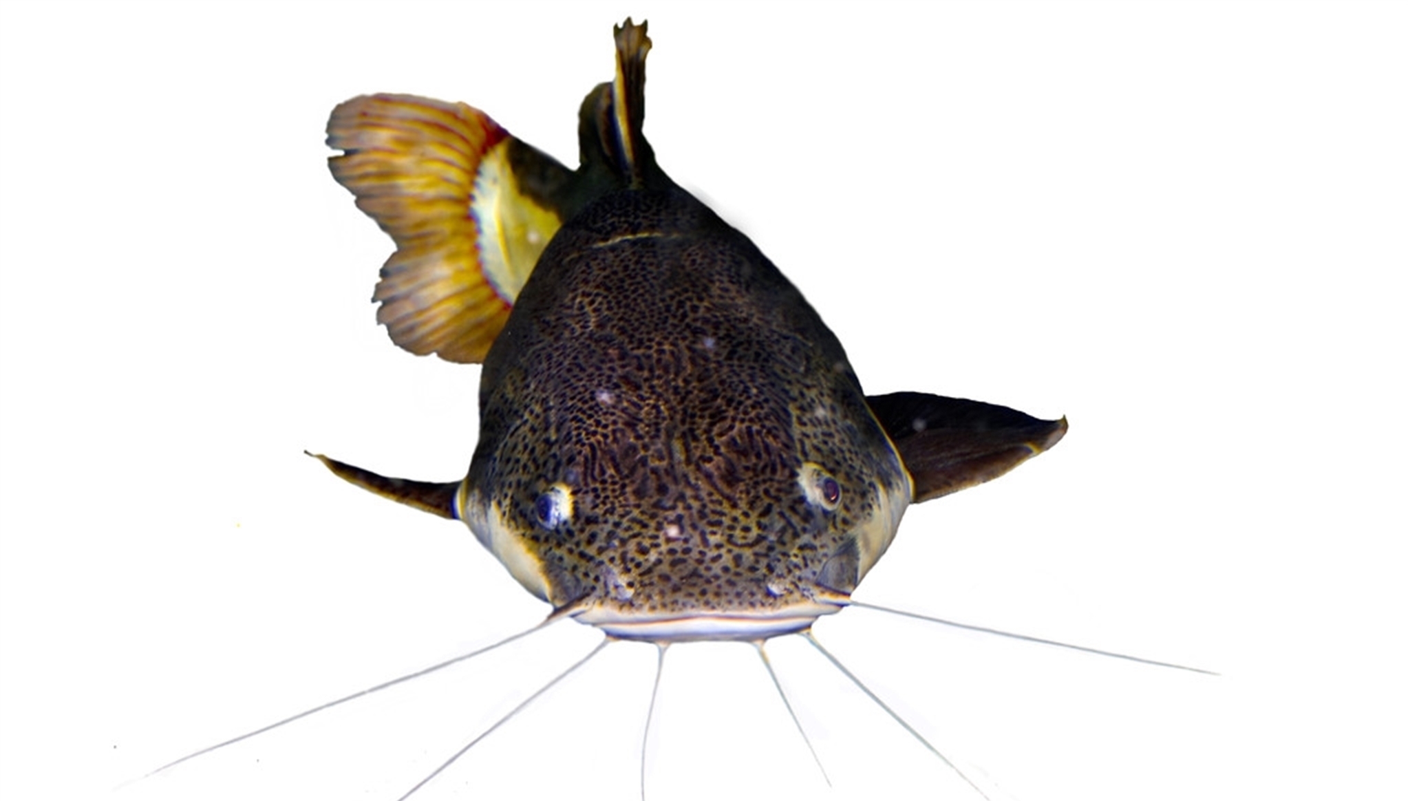 水体|夏季垂钓不要乱来,作钓深浅是有讲究的