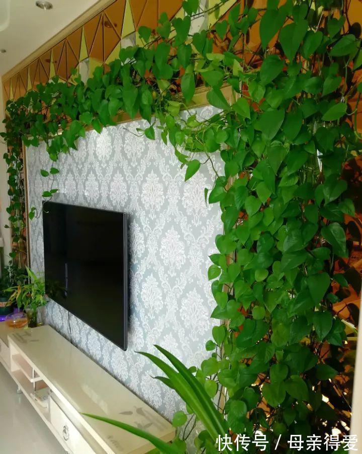 8种“漂亮花”别晒大太阳，一晒就耷拉，客厅不见光，养成绿森林