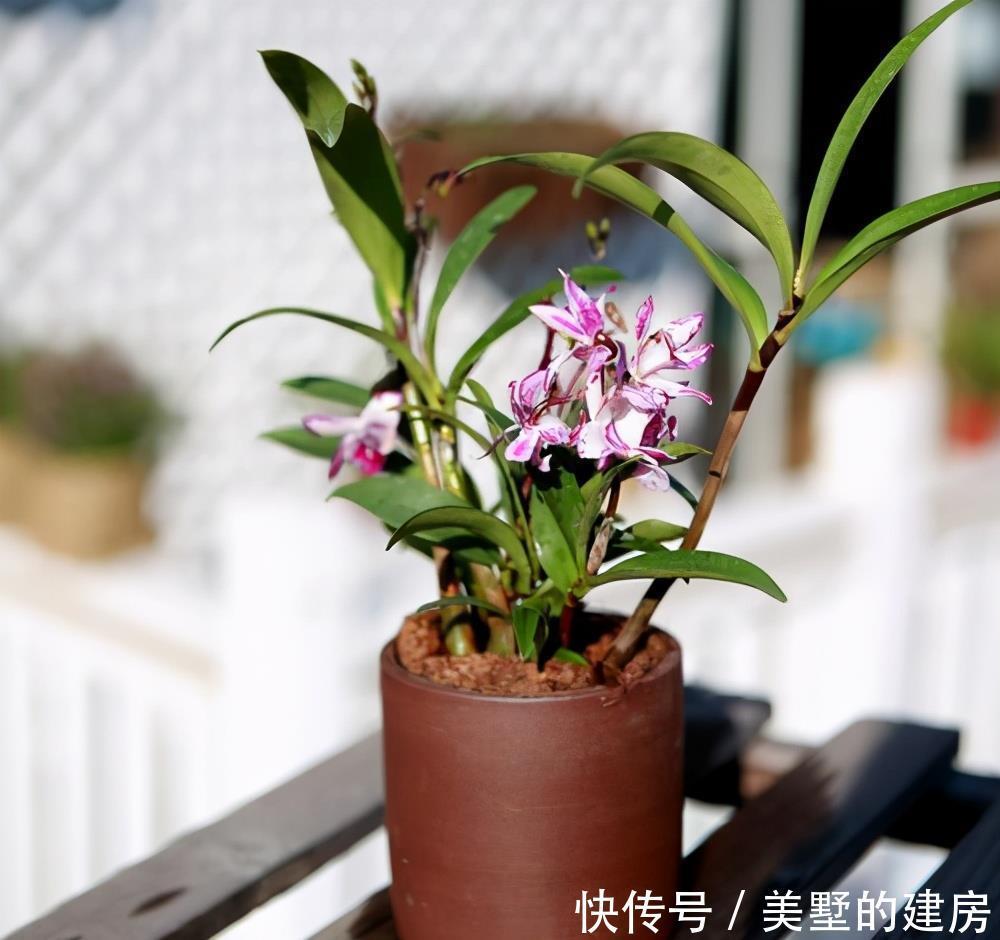 品种|冬养石斛问题多,把握三点,初冬长得壮