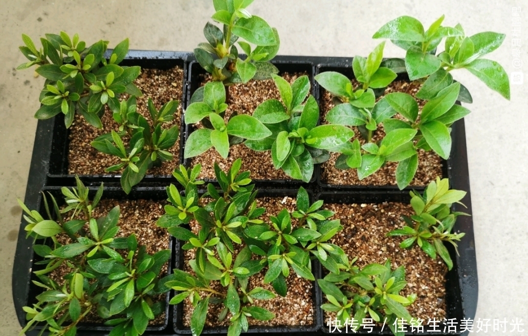 8种花夏天太容易死,现在赶紧扦插,死了也不心疼