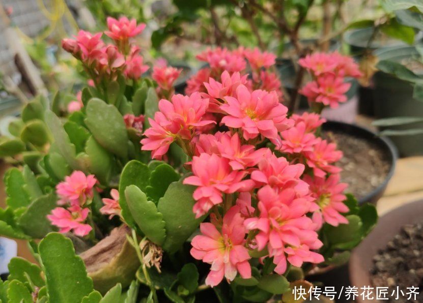 翻倍|夏季的长寿花,做好“二少二不缺”,植株健壮不黑腐,新芽能翻倍