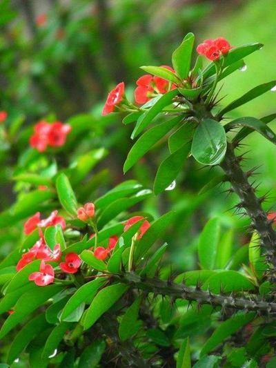 别看虎刺梅浑身刺,但易成活花量大,养好了能开到秋天