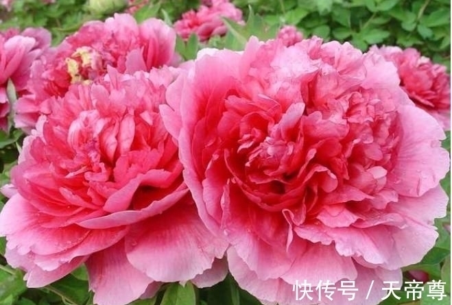 光照|4种花养家里,福旺运旺财更旺,开满整个花盆,快养起来吧!