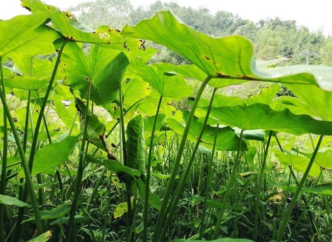 消肿止痛|立秋时节，不容错过此野菜，能解毒，消肿止痛，吃到就是捡到宝