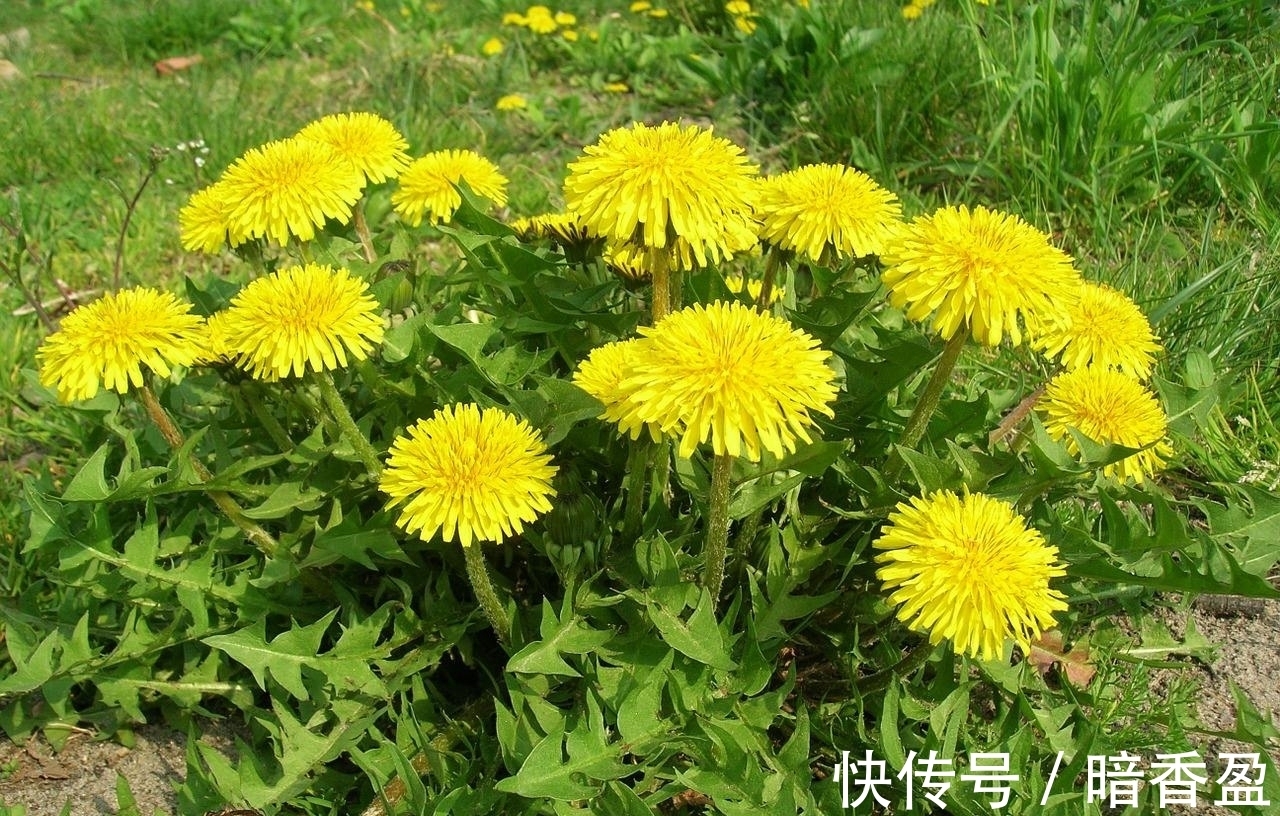 小肚子|女性不想皱纹爬上脸,不妨多吃此物,小肚子不鼓了,皮肤更显年轻