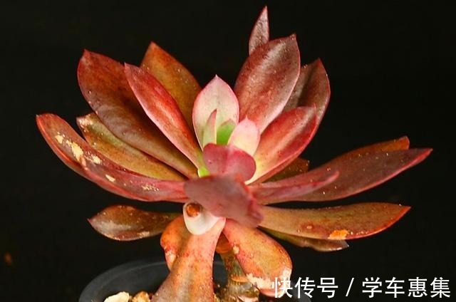 养多肉让我们明白很多道理，想得到需要等待，不珍惜可能留下遗憾！