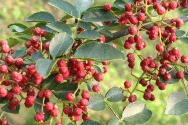 子宫|女人常用此物泡水喝,排毒素,祛湿气,呵养子宫,远离妇科炎症