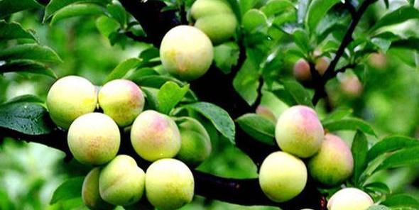 女性养生不妨坚持吃以下食物,美容护肤,补血养颜,消除皮肤暗斑