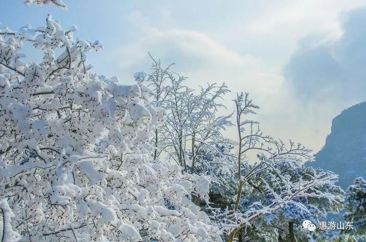 泰山银装素裹后石坞，雪松玉树赛仙境！