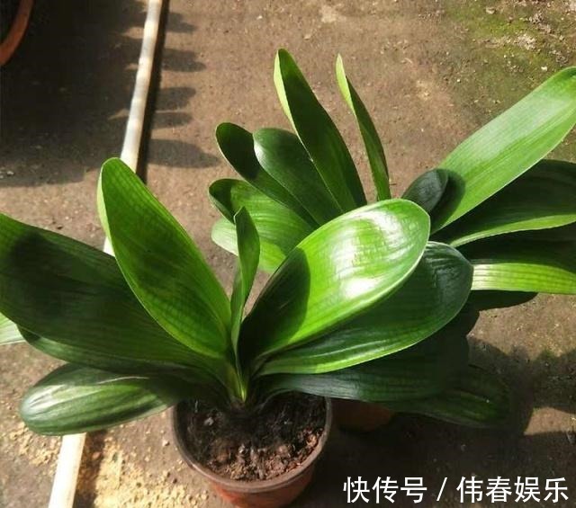 新手养“君子兰”,浇水记住“1句话”,烂根、空根巧避免!