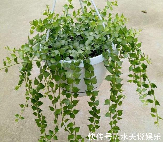 7种多肉,一养就爆盆,长长垂下来,变成“肉瀑布”,美煞人