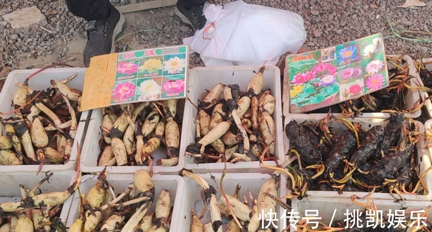 图片|无论你多喜欢养花,都不要碰“3种花”,这都是养花高手被坑过的