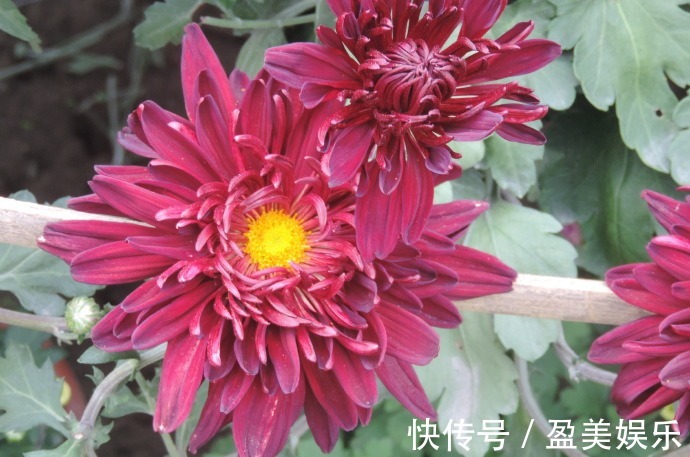 花花|喜欢菊花，不如养盆“五大名菊之四”墨荷，花色如墨，端庄稳重！