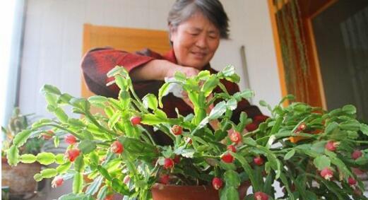 李大姐用一根“树枝”养蟹爪兰,3年养出100盆,太牛了!