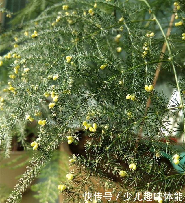 高手养文竹，开满了金花，还结了上百个小果子，这果子好吃吗！