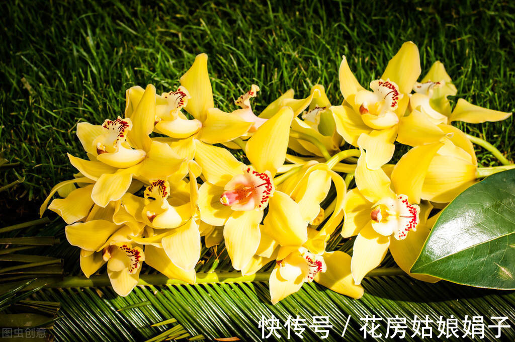 丽格海棠|4种比较难养的花,只有掌握好养护方法,才能枝叶茂盛、花满盆