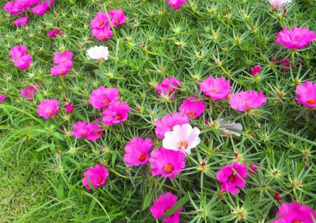 养花技巧粗生粗养也能四季开花！少养1种都觉得亏了