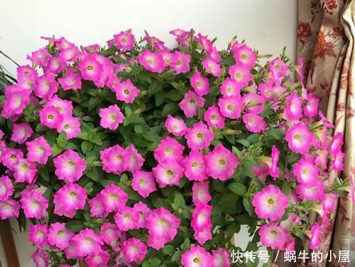 种花|4种花,赶紧“丢出去”,晒得越狠开花越多,不然今年没花赏