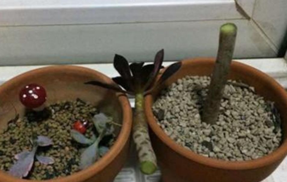 养多肉黑法师,在枝头部位切一刀,爆出更多大“花头”