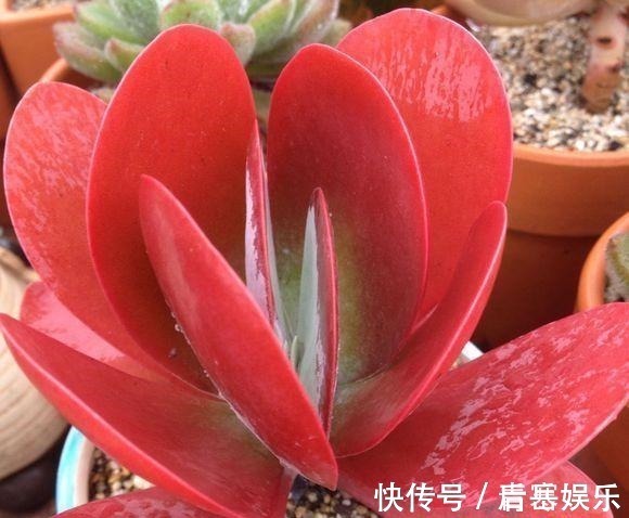 品种|张大哥养肉10多年,总结出4个“耐热品种”,肉迷都喜欢