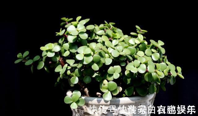 家养2种“树”,过几年就能增值,平日养护也简单!