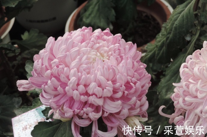 喜欢菊花,不如养盆“珍品名菊”港南大鹫,似端庄贵妇,高贵淡雅