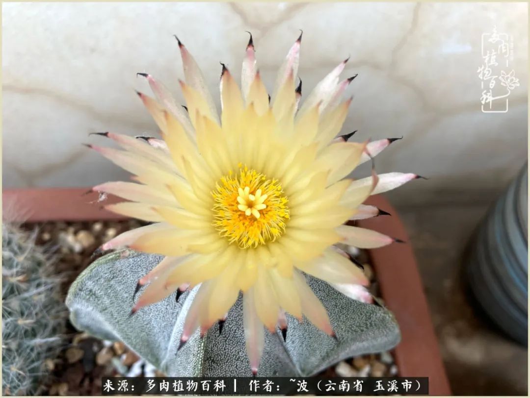 多肉|遇见即美，花事未荼蘼！种一桌子多肉，看花开花落！