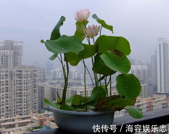 叶子|自己种“碗莲荷花”，按照正确步骤来，能快速生根发芽、开花更旺