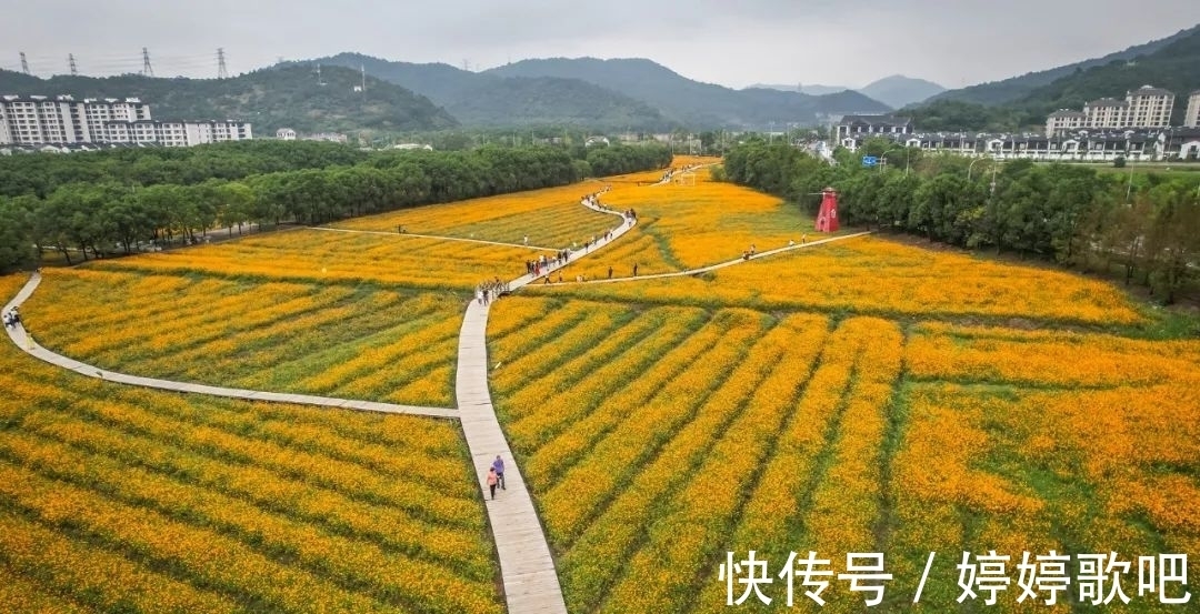 宁波城区|抓住机会！这可能是宁波城区今年的最后一片花海！