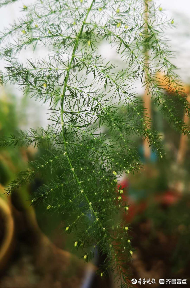 文竹开花见过吗？密密麻麻小黄花点缀枝头，别有一番韵味|情报站| 齐鲁晚报
