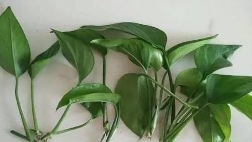 不敢尝试扦插？捏准“7个要点”，养花省钱、还能拥有更多