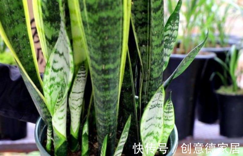 盆栽|秋季养殖虎皮兰,室内盆栽该注意哪些?牢记3点不吃亏